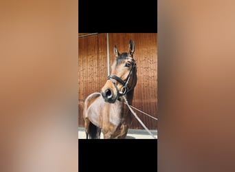 Oldenburger, Stute, 5 Jahre, 167 cm, Brauner