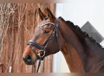 Oldenburger, Stute, 5 Jahre, 167 cm, Brauner