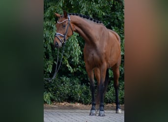 Oldenburger, Stute, 5 Jahre, 167 cm, Brauner