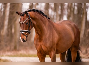 Oldenburger, Stute, 5 Jahre, 167 cm, Brauner