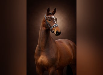 Oldenburger, Stute, 5 Jahre, 167 cm, Dunkelbrauner