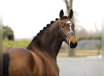 Oldenburger, Stute, 5 Jahre, 167 cm, Dunkelbrauner