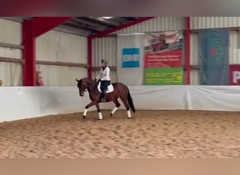 Oldenburger, Stute, 5 Jahre, 167 cm, Dunkelbrauner