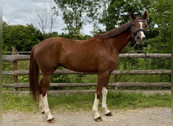 Oldenburger, Stute, 5 Jahre, 167 cm, Fuchs