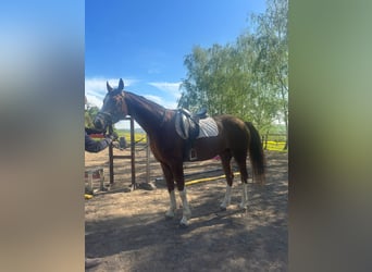 Oldenburger, Stute, 5 Jahre, 167 cm, Fuchs