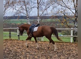 Oldenburger, Stute, 5 Jahre, 167 cm, Fuchs