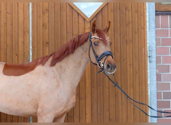 Oldenburger, Stute, 5 Jahre, 167 cm, Fuchs