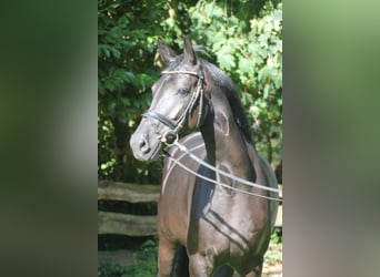 Oldenburger, Stute, 5 Jahre, 167 cm, Rappe