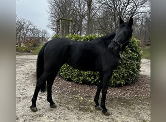Oldenburger, Stute, 5 Jahre, 167 cm, Schwarzbrauner