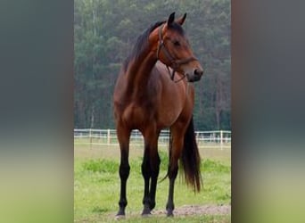 Oldenburger, Stute, 5 Jahre, 168 cm, Brauner