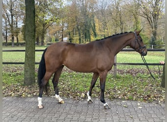 Oldenburger, Stute, 5 Jahre, 168 cm, Brauner