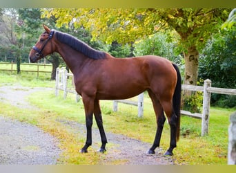 Oldenburger, Stute, 5 Jahre, 168 cm, Brauner