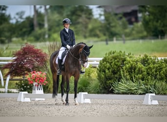 Oldenburger, Stute, 5 Jahre, 168 cm, Brauner