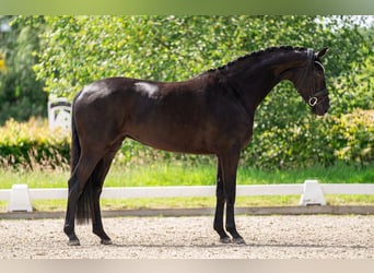 Oldenburger, Stute, 5 Jahre, 168 cm