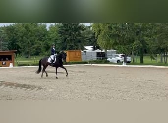 Oldenburger, Stute, 5 Jahre, 168 cm, Dunkelbrauner