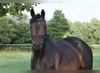 Oldenburger, Stute, 5 Jahre, 168 cm, Dunkelbrauner