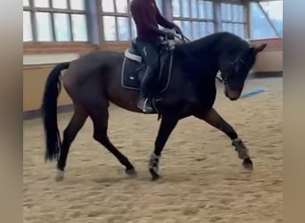 Oldenburger, Stute, 5 Jahre, 168 cm, Dunkelbrauner