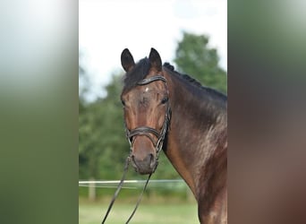 Oldenburger, Stute, 5 Jahre, 168 cm, Dunkelbrauner