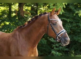 Oldenburger, Stute, 5 Jahre, 168 cm, Dunkelfuchs