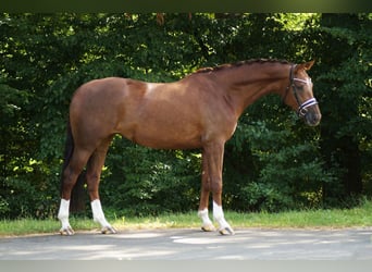 Oldenburger, Stute, 5 Jahre, 168 cm, Dunkelfuchs
