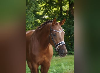 Oldenburger, Stute, 5 Jahre, 168 cm, Dunkelfuchs