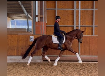 Oldenburger, Stute, 5 Jahre, 168 cm, Dunkelfuchs