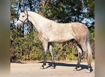 Oldenburger, Stute, 5 Jahre, 168 cm, Falbe