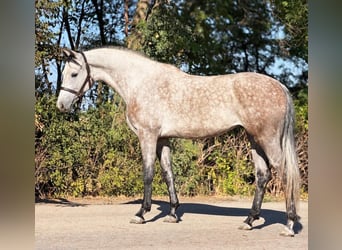 Oldenburger, Stute, 5 Jahre, 168 cm, Falbe