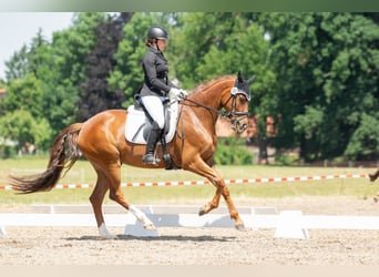 Oldenburger, Stute, 5 Jahre, 168 cm, Fuchs