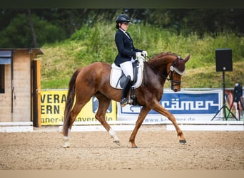 Oldenburger, Stute, 5 Jahre, 168 cm, Fuchs
