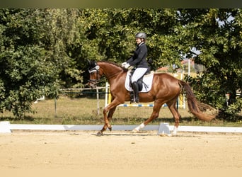 Oldenburger, Stute, 5 Jahre, 168 cm, Fuchs