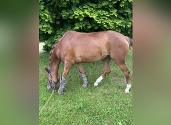 Oldenburger, Stute, 5 Jahre, 168 cm, Fuchs