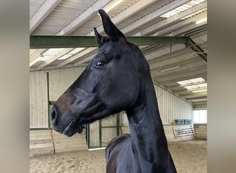 Oldenburger, Stute, 5 Jahre, 168 cm, Rappe