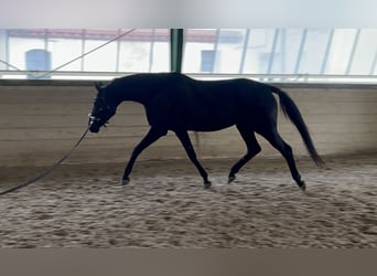 Oldenburger, Stute, 5 Jahre, 168 cm, Rappe