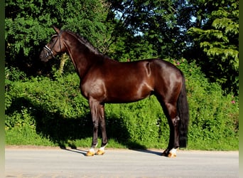 Oldenburger, Stute, 5 Jahre, 168 cm, Rappe
