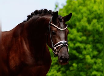 Oldenburger, Stute, 5 Jahre, 168 cm, Rappe