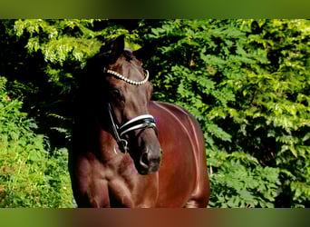 Oldenburger, Stute, 5 Jahre, 168 cm, Rappe