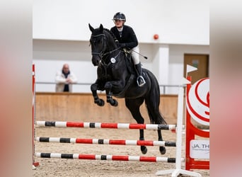 Oldenburger, Stute, 5 Jahre, 168 cm, Rappe