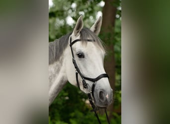 Oldenburger, Stute, 5 Jahre, 168 cm, Schimmel