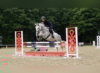 Oldenburger, Stute, 5 Jahre, 168 cm, Schimmel