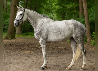Oldenburger, Stute, 5 Jahre, 168 cm, Schimmel