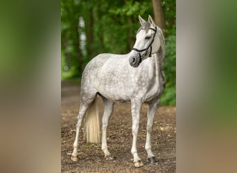 Oldenburger, Stute, 5 Jahre, 168 cm, Schimmel