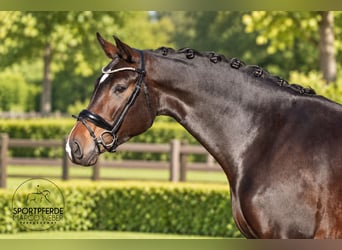 Oldenburger, Stute, 5 Jahre, 168 cm, Schwarzbrauner