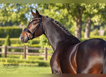 Oldenburger, Stute, 5 Jahre, 168 cm, Schwarzbrauner