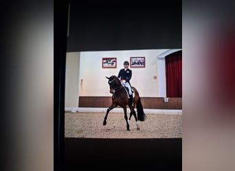 Oldenburger, Stute, 5 Jahre, 169 cm, Brauner