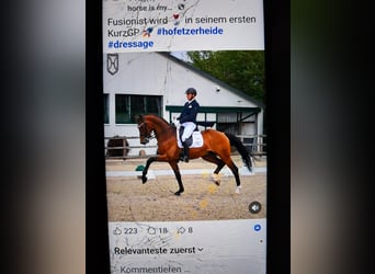 Oldenburger, Stute, 5 Jahre, 169 cm, Brauner