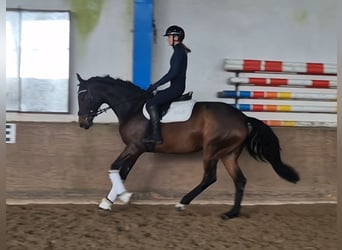 Oldenburger, Stute, 5 Jahre, 169 cm, Brauner