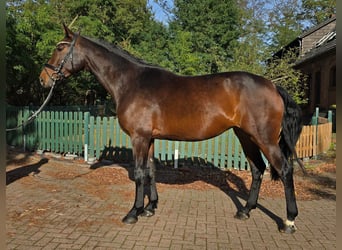 Oldenburger, Stute, 5 Jahre, 169 cm, Brauner