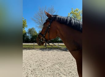Oldenburger, Stute, 5 Jahre, 169 cm, Brauner