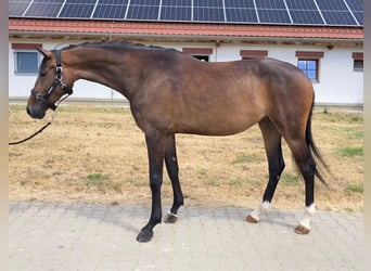 Oldenburger, Stute, 5 Jahre, 169 cm, Brauner
